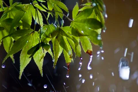 Maple Leaf 스톡 사진