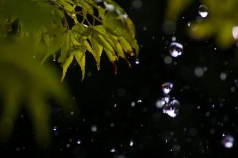 Maple Leaf Stock Photos