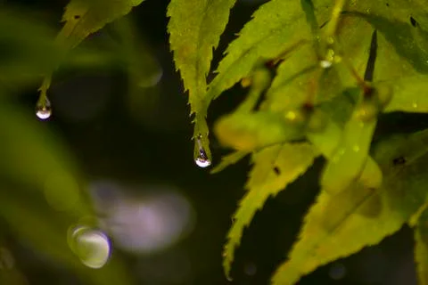 Maple Leaf Stock Photos