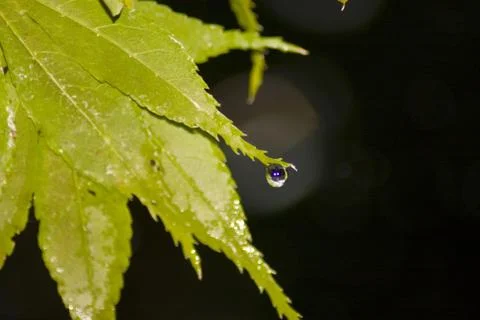 Maple Leaf Stock Photos