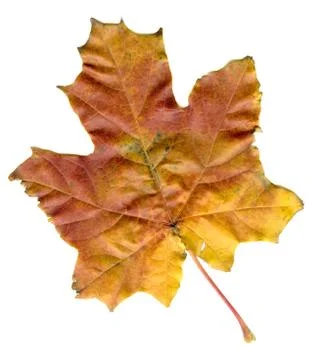Maple leaf Stock Photos