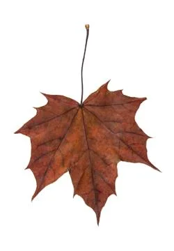 Maple leaf Stock Photos