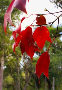 Maple Leaf Stock Photos