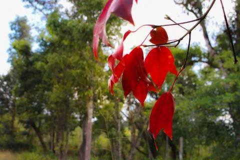Maple Leaf Stock Photos