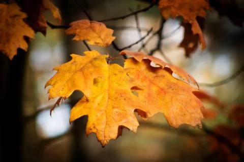 Maple Leaf Stock Photos