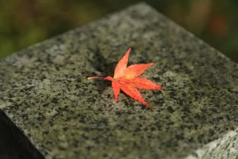 Maple leaf Stock Photos