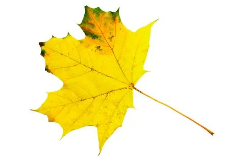 Maple Leaf Stock Photos