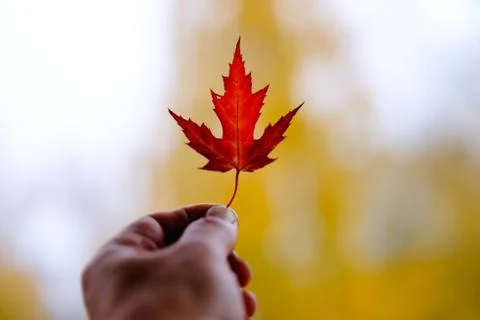 Maple Leaf Stock Photos