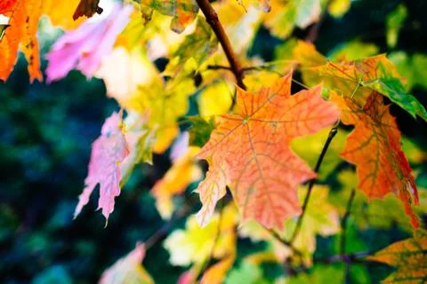 Maple Leaf Stock Photos