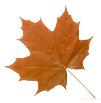 Maple leaf Stock Photos