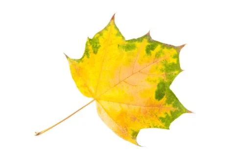 Maple leaf Foto stock