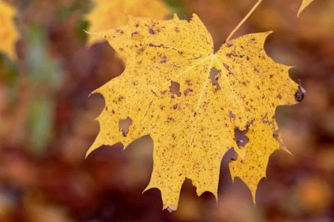 Maple Leaf Stock Photos