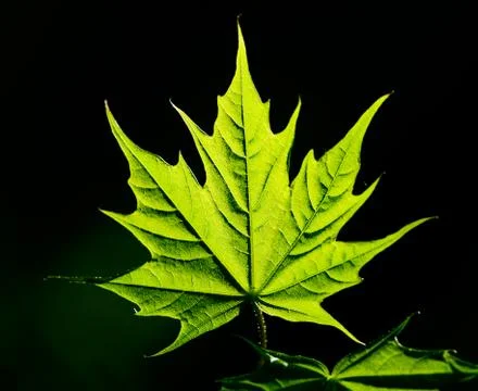 Maple leaf Stock Photos