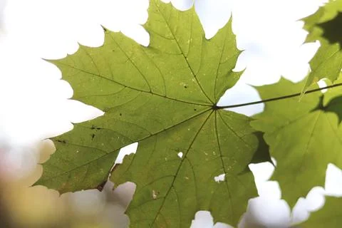 Maple Leaf 库存照片