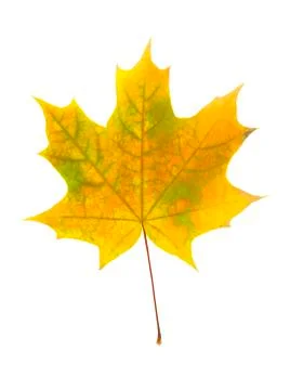 Maple leaf Stock Photos