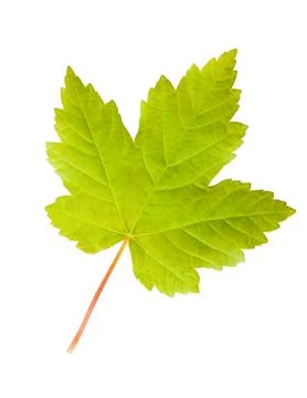 Maple leaf Stock Photos