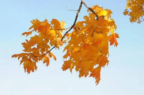 Maple leaf Stock Photos