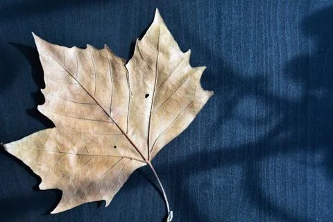 Maple leaf Stock Photos
