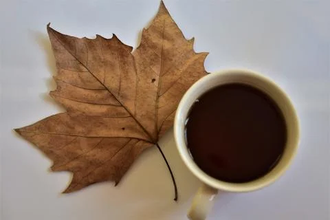 Maple leaf Stock Photos