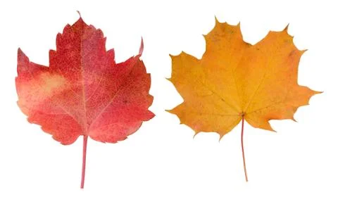 Maple leaf Stock Photos