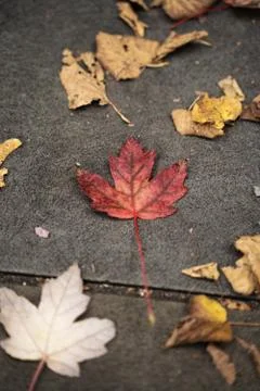 Maple Leaf Foto stock