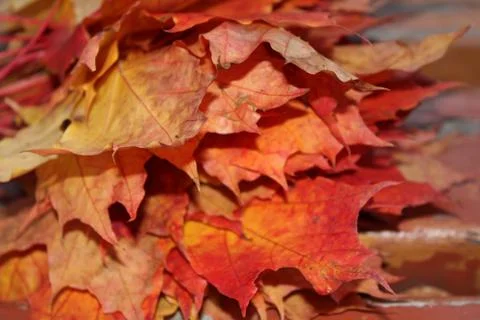 Maple leaf Stock Photos