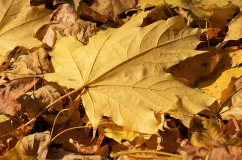 Maple Leaf Stock Photos