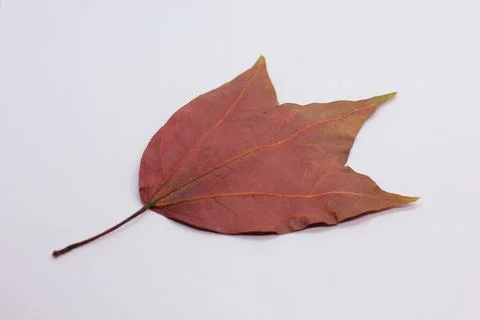 Maple leaf Stock Photos