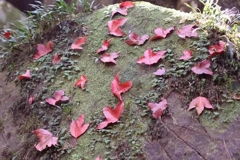 Maple leaf Stock Photos