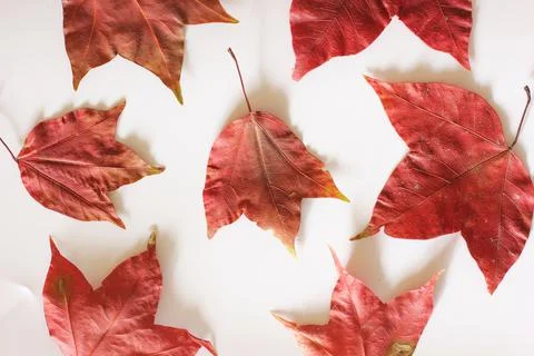 Maple leaf Stock Photos