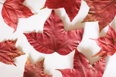 Maple leaf Stock Photos