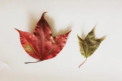 Maple leaf Stock Photos