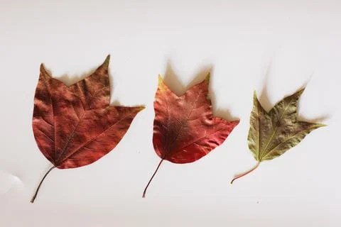 Maple leaf Stock Photos