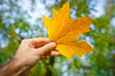 Maple-leaf Stock Photos