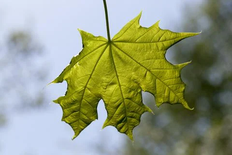 Maple leaf Stockfoto's