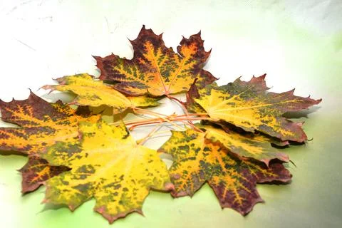 Maple leaf 写真素材