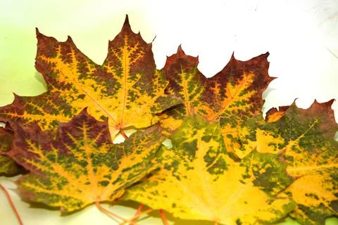 Maple leaf Stock Photos