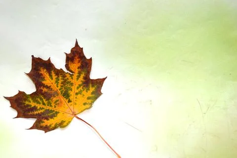 Maple leaf Stock Photos