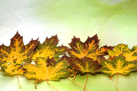 Maple leaf Stockfoto's