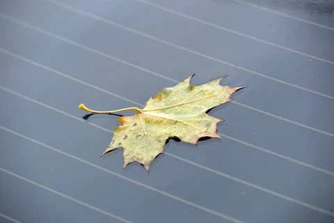 Maple leaf Stock Photos