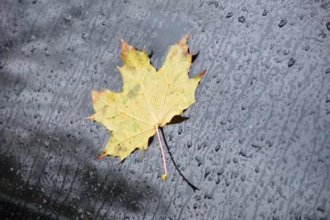 Maple leaf Stock Photos
