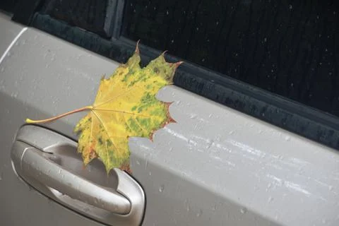 Maple leaf Foto stock