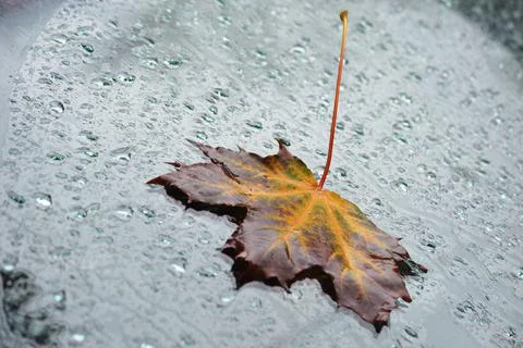 Maple leaf Stock Photos