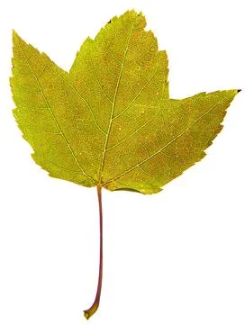 Maple leaf Foto stock