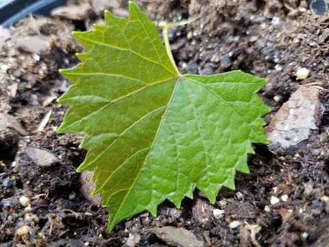 Maple leaf Stockfoto's