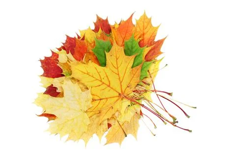 Maple leaf Stock Photos