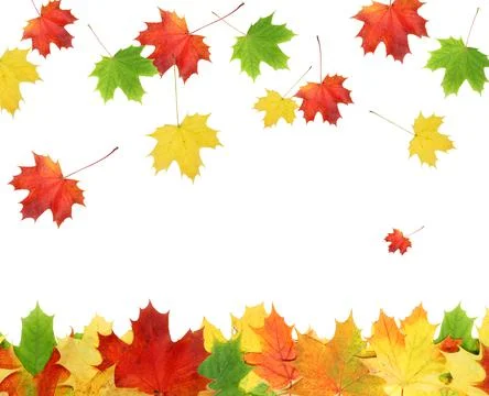 Maple leaf Stock Photos