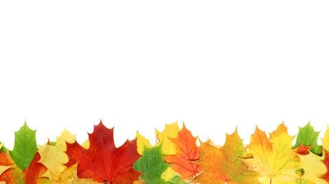 Maple leaf Stock Photos