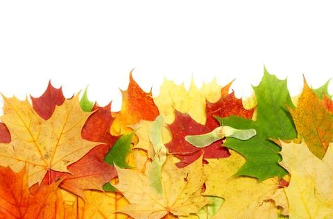 Maple leaf Stock Photos