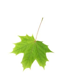 Maple leaf Foto stock